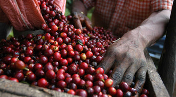 organic coffee fruit