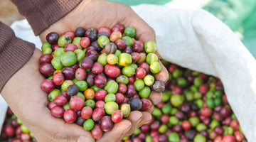 Robusta coffee fruit