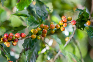 coffee plant leaves and berries
