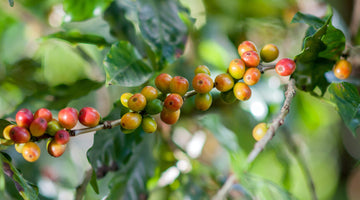 coffee plant leaves and berries